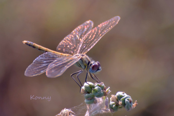 dragon-fly in the morning-light