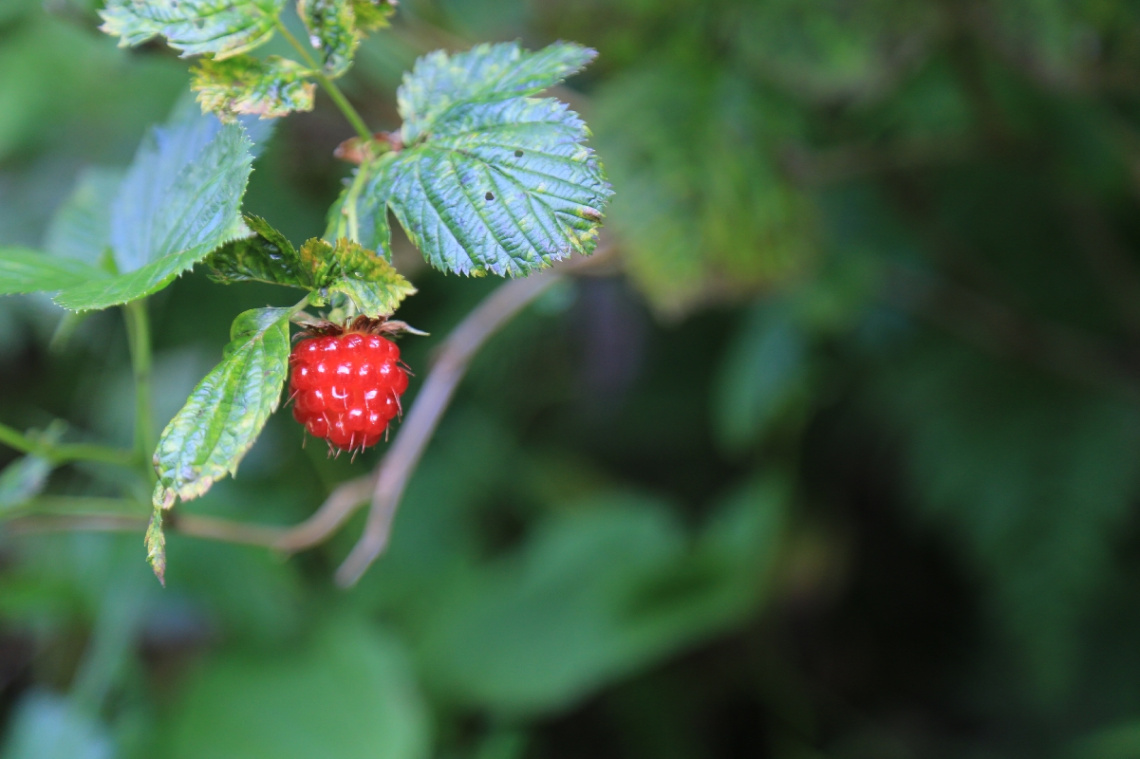 A berry