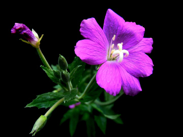 BLÜTE