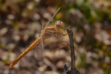 Sarı Yusufçuk İyisi