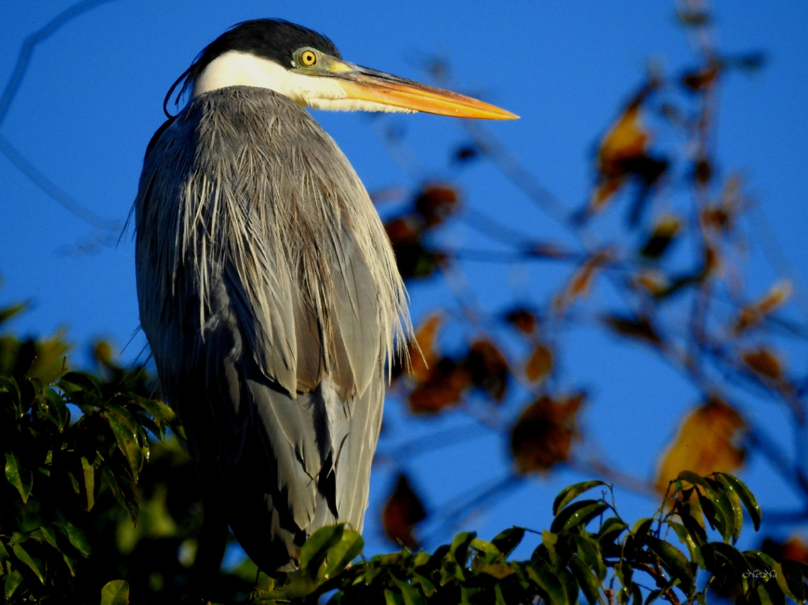 Cocoi Heron