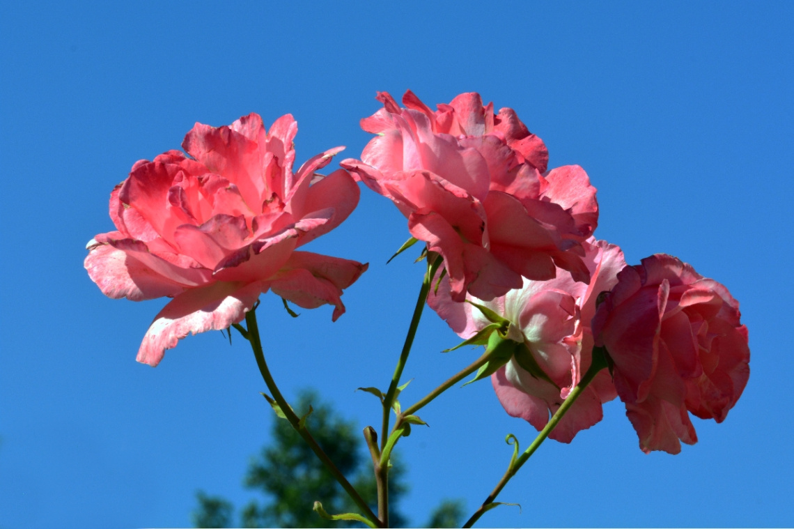 BLÜTEN