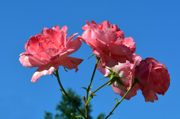BLÜTEN