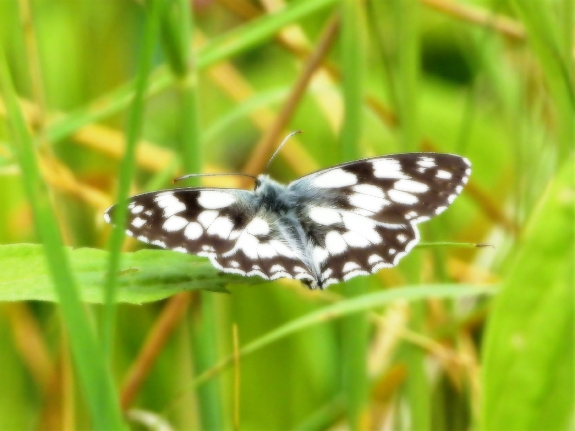 Melanargia galathea