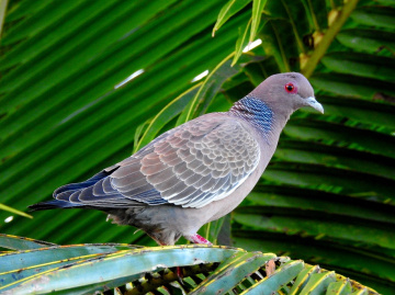 Picazuro Pigeon