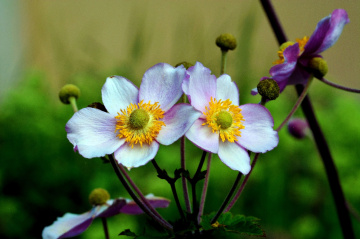 BLÜTEN