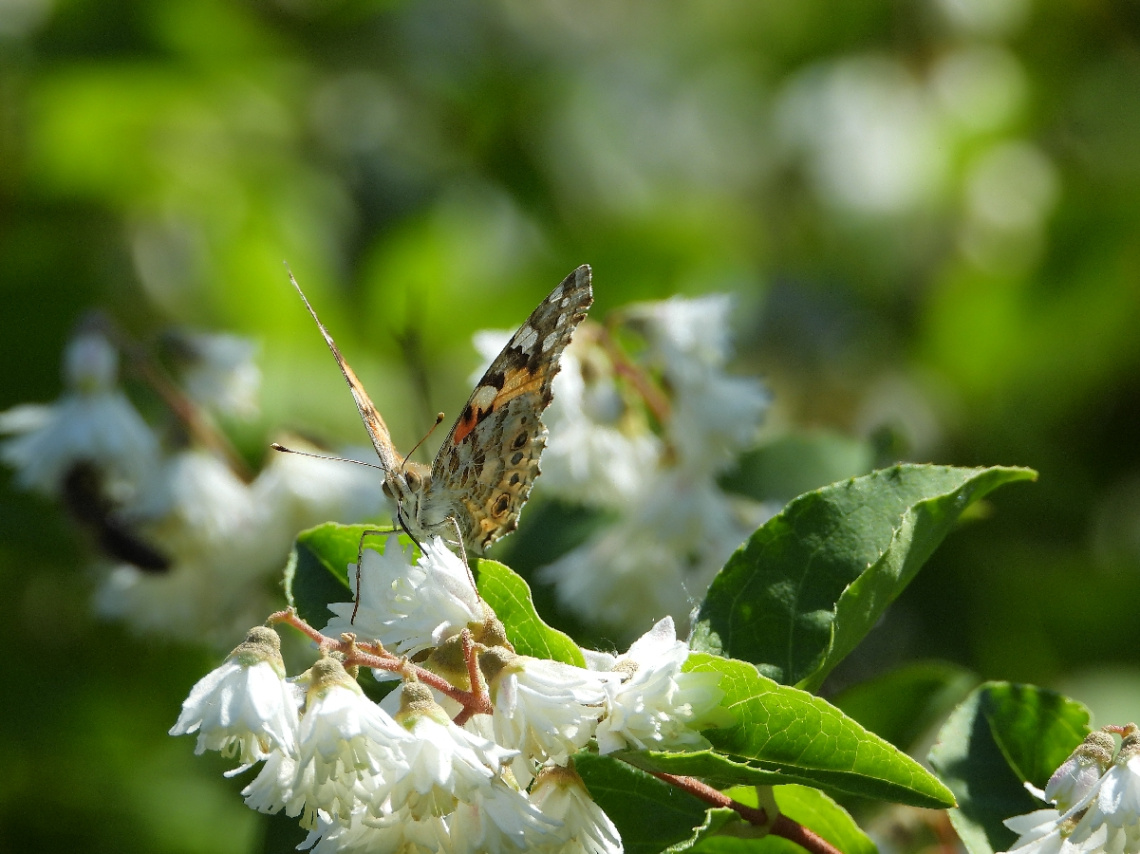 Rusałka osetnik (Vanessa cardui)