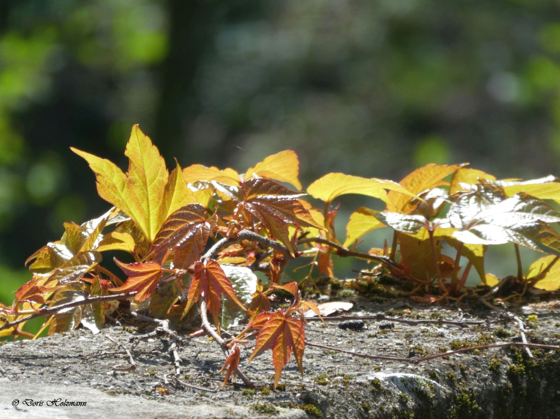 autumnal 