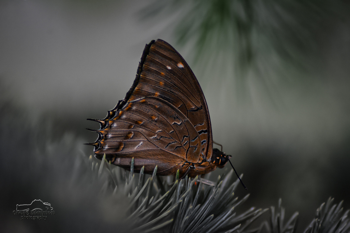 butterfly