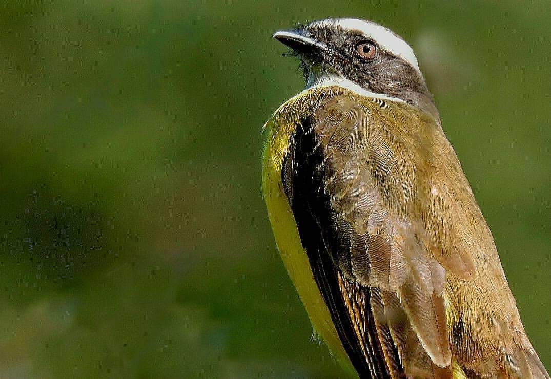 Bem-te-vi (Pitangus sulphuratus)