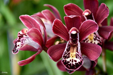 Orquídeas