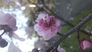 Flor de pêssego 