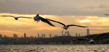 Boğaziçi & Martılar