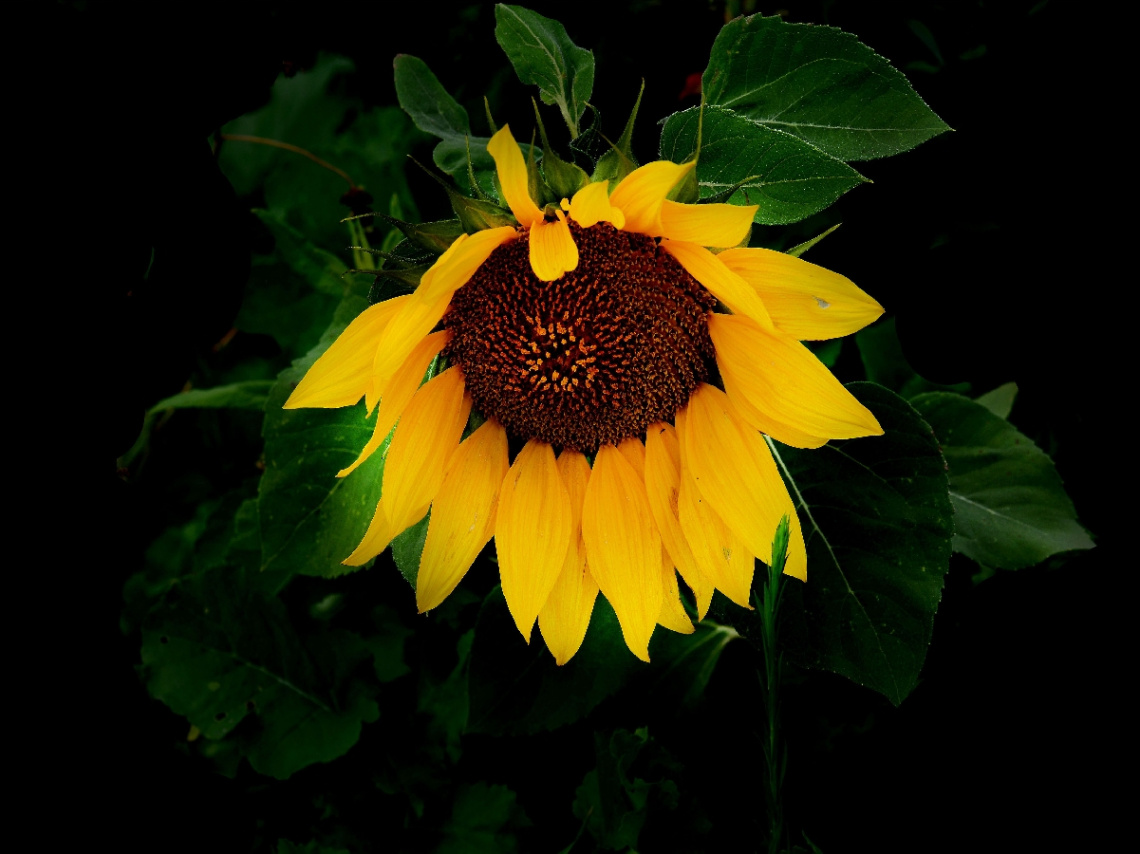 BLÜTE