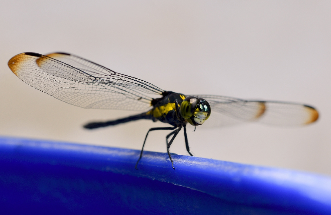 Dragonfly