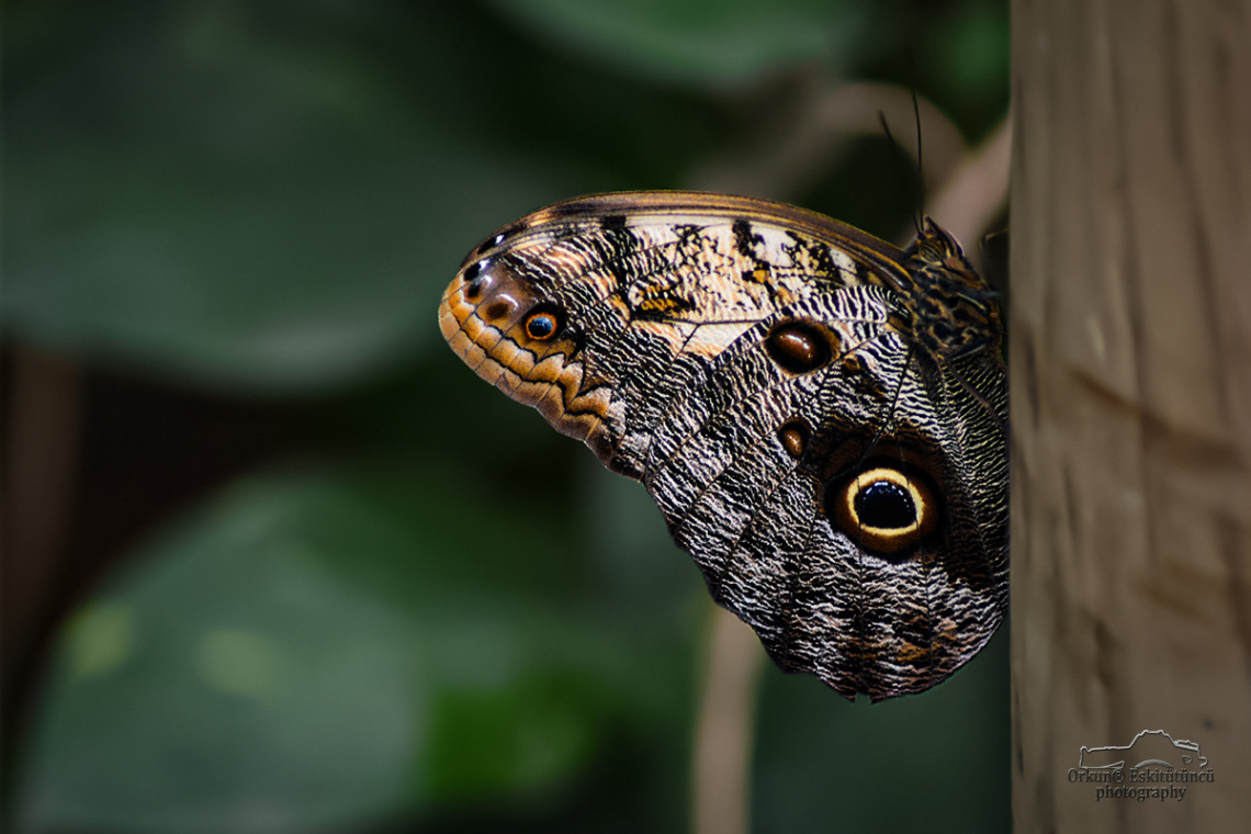 butterfly
