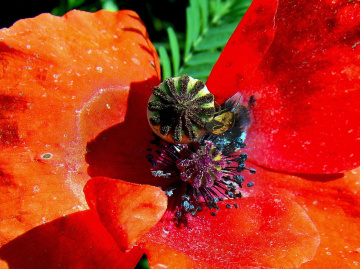 BLÜTE
