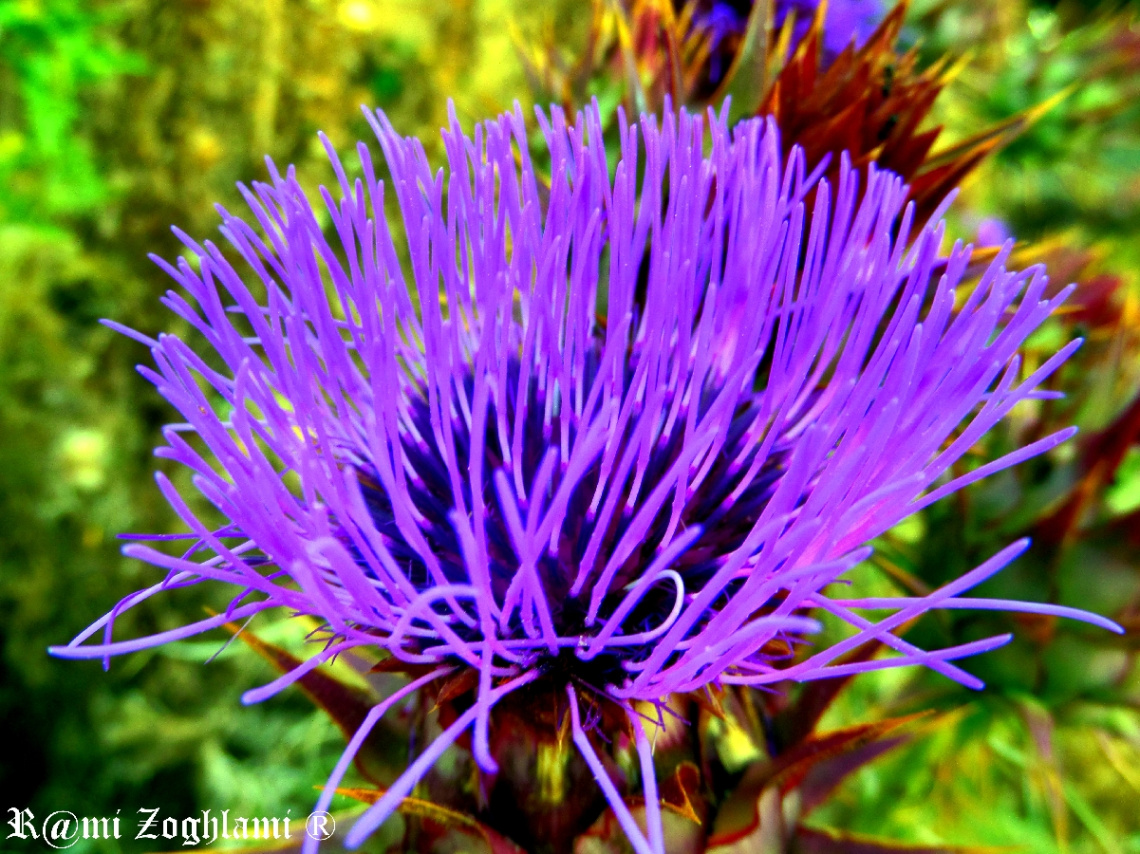 Purple Hope