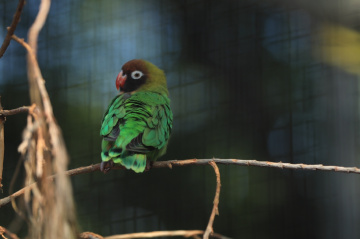 A Green One ....