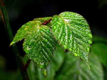 REGENTROPFEN