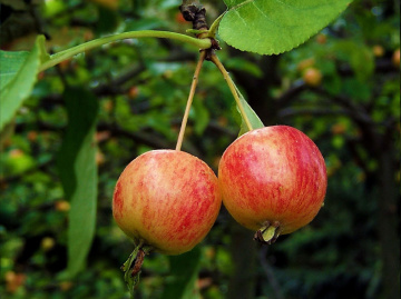 ÄPFEL