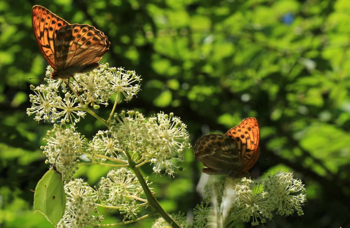 Butterfly