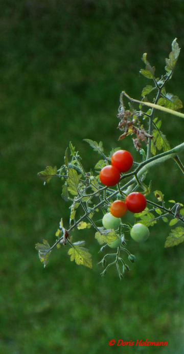 Tomaten