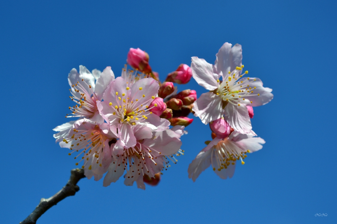 Sakura