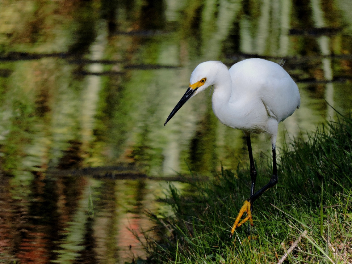 Snowy Egret