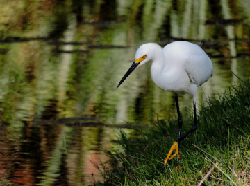 Snowy Egret