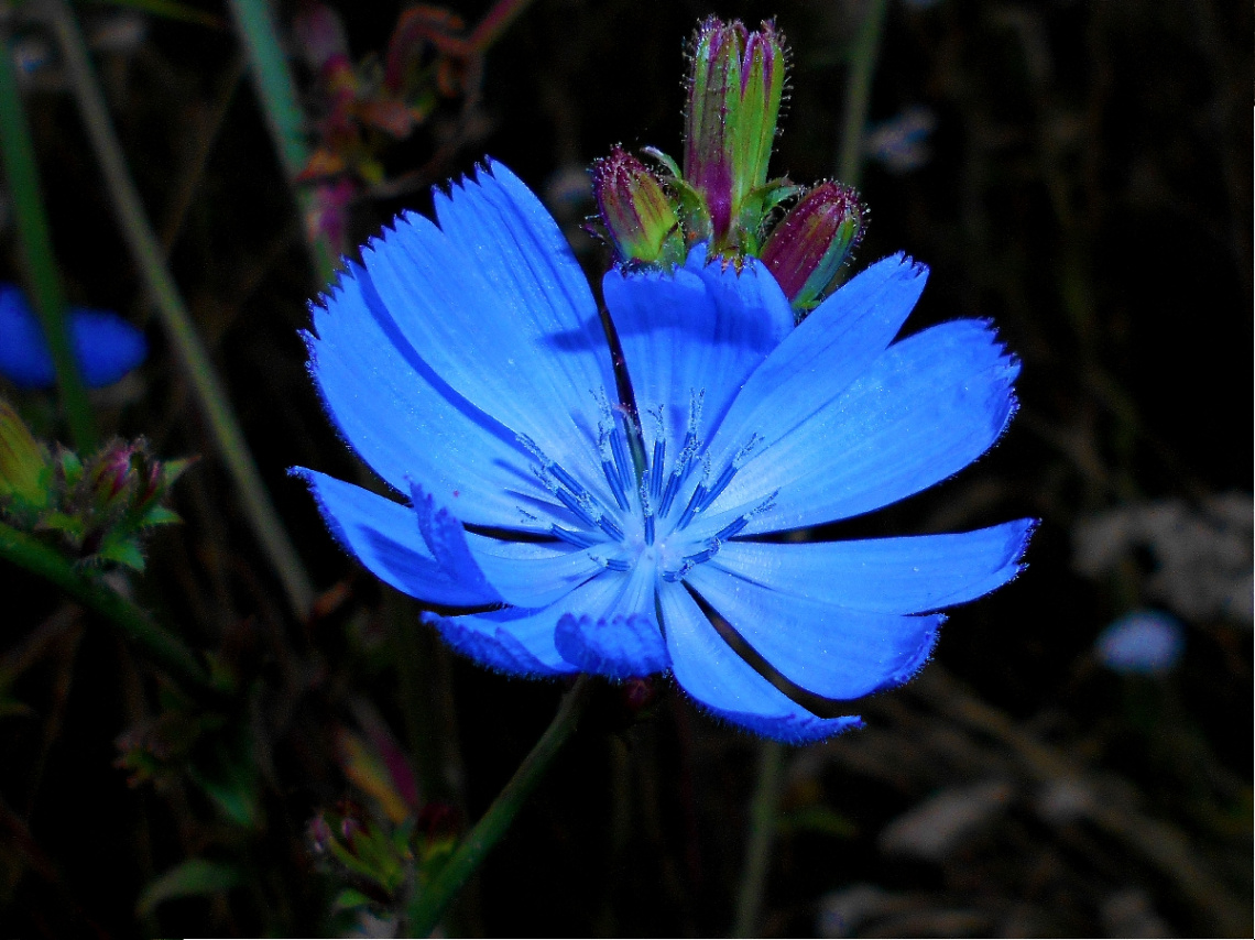 BLÜTE