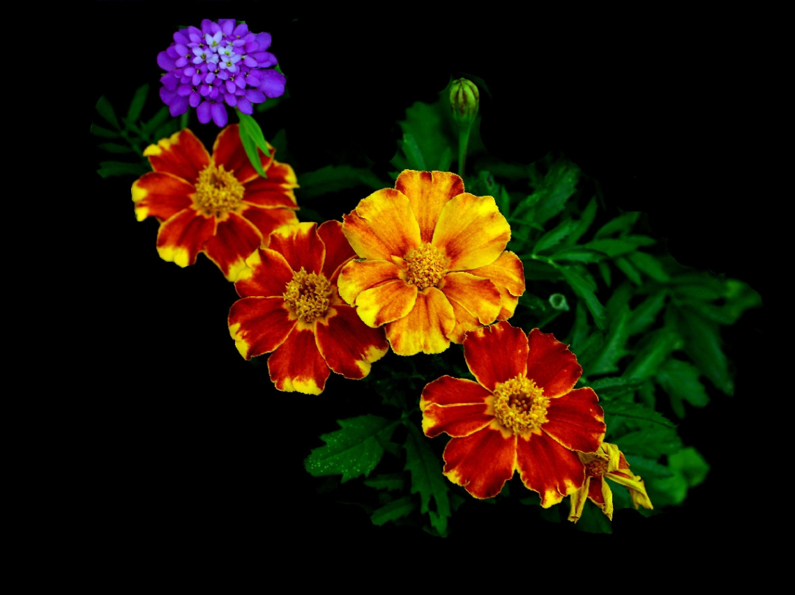 BLÜTEN