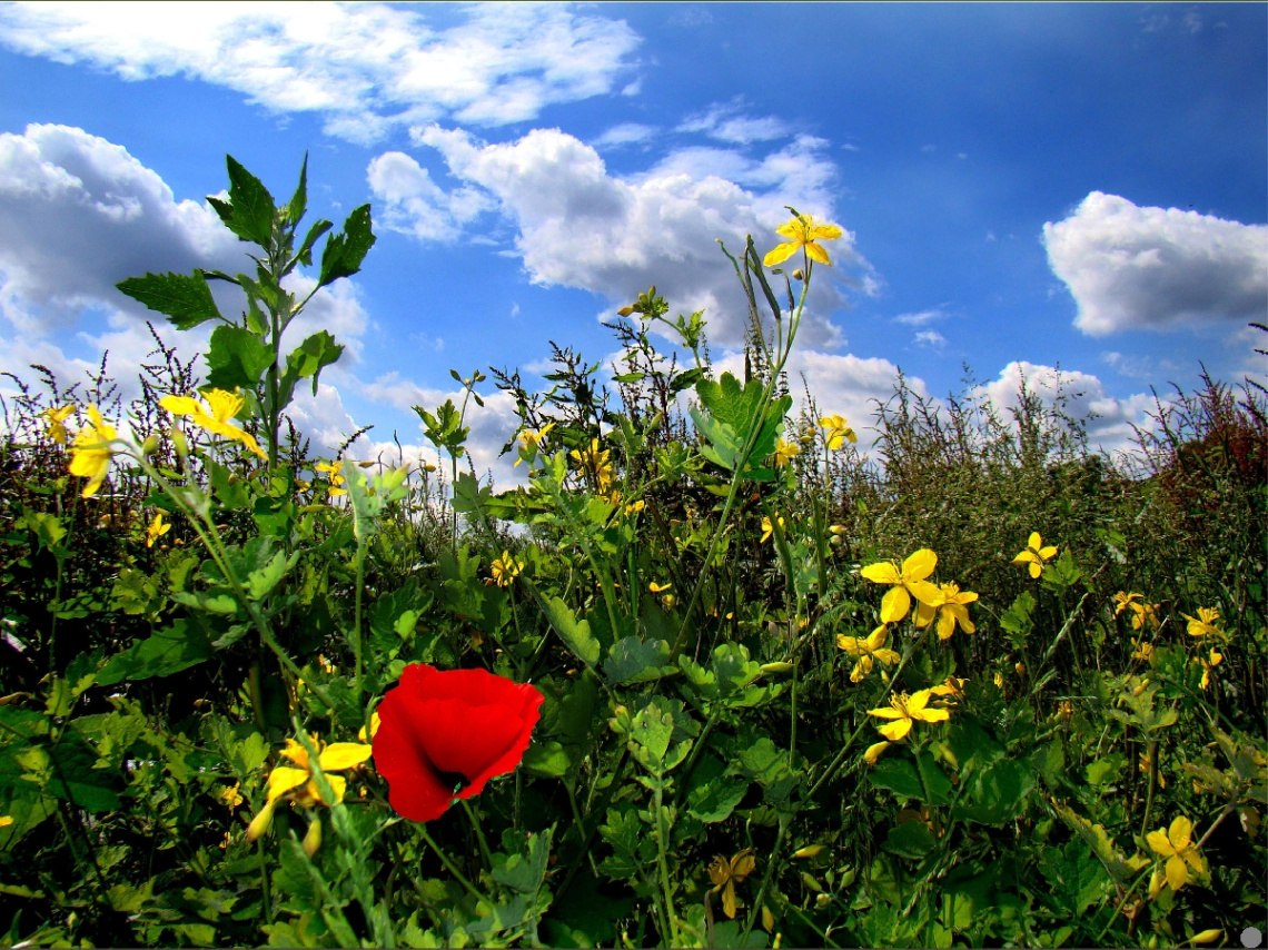 AM FELD