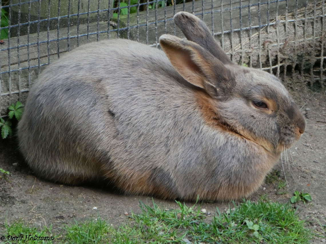 Mümmelmann