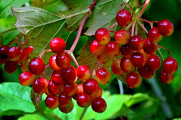 BEEREN