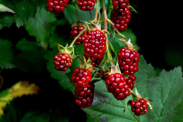 BEEREN