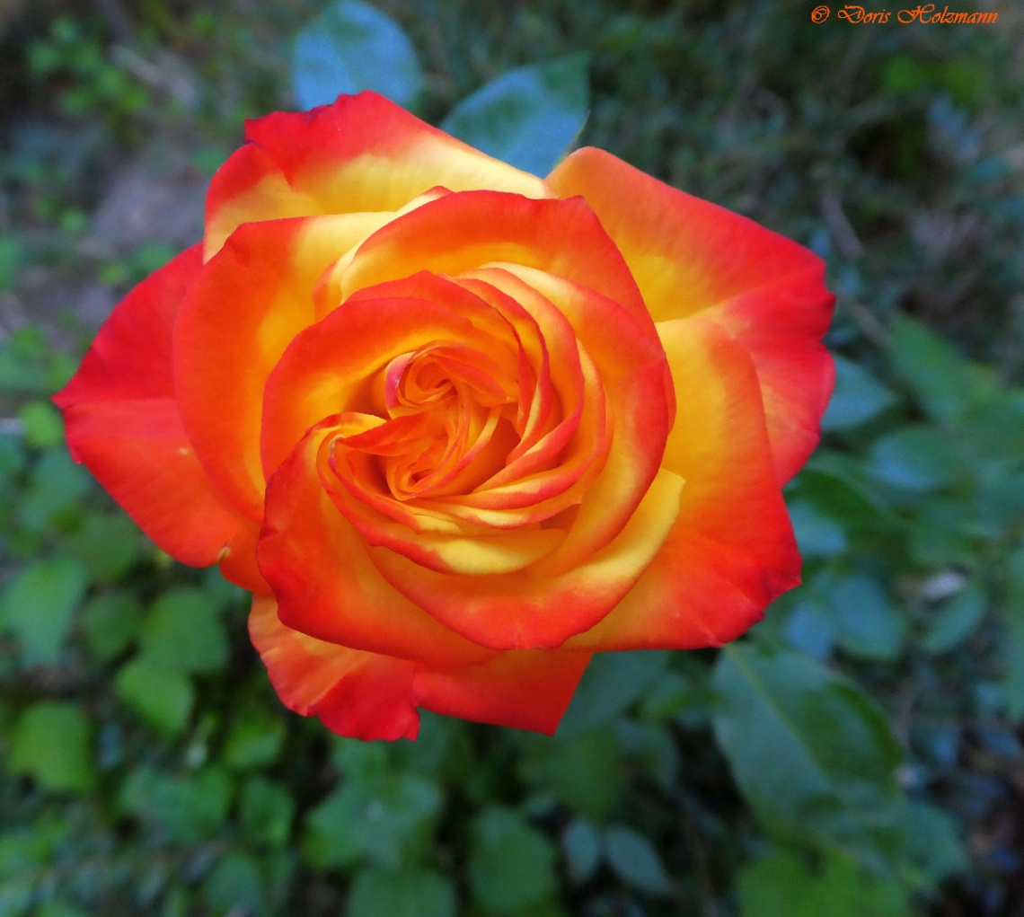 Rose