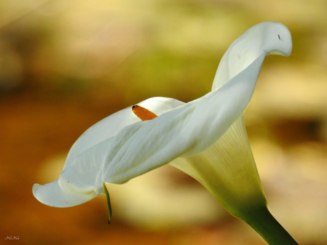 Zantedeschia aethiopica