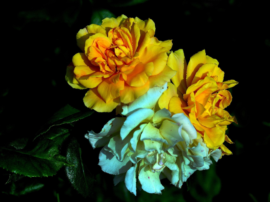 BLÜTEN