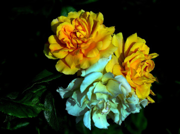 BLÜTEN