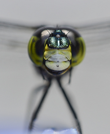 Dragonfly eyes