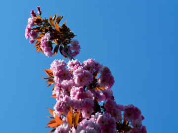 BLÜTEN