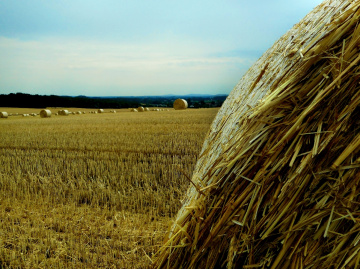 AM FELD