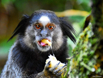 Sagui 