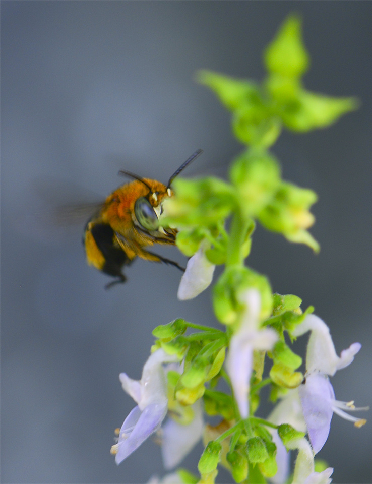 Bee
