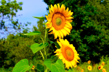 BLÜTEN