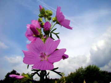 BLÜTEN