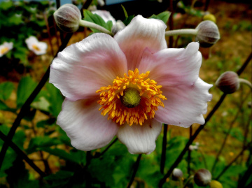 BLÜTE