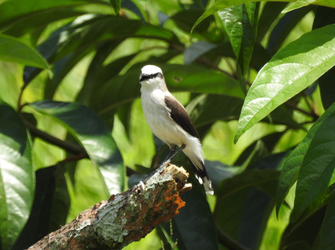 Fluvicola nengeta