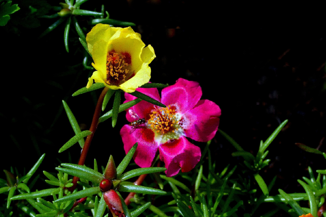 BLÜTEN